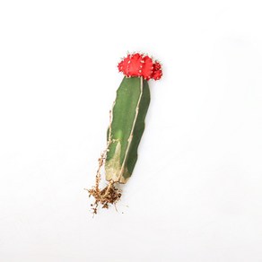 갑조네 비모란 컬러선인장 접목 다육이 다육식물 비모란화분, 1개, 빨강