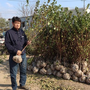 앵두나무 묘목 (결실주) 3년생 4년생 왕앵두 백앵두, 대왕앵두 3년생 결실주, 1개