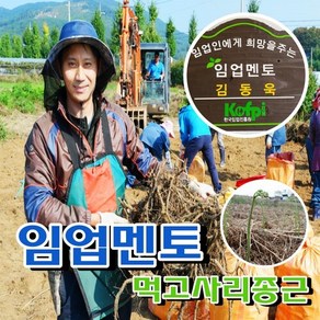 [고사리재배] 고사리뿌리 고사리종자판매 박스포함 20kg /고사리농사 고사리씨앗구매, 1개