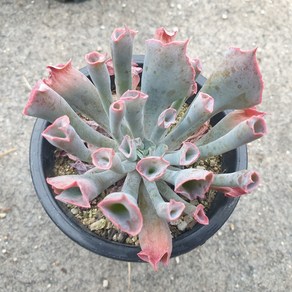 [수암다육] 트럼펫핑키 랜덤발송 Echeveria 'Trumpet Pinky' 다육 다육이 다육식물 국민다육 다육이키우기 선인장 미니선인장