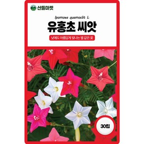산들마켓 유홍초 꽃씨앗 30립 낮에도 뜨는 별 넝쿨성 일년생 꽃씨 종자, 1개