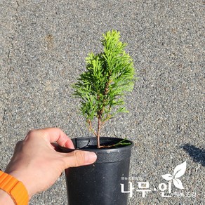 [나무인] 골드스마라그 포트묘목, 2개