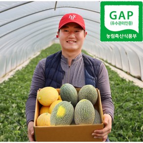 [호야랑농장] 고령성산 하미과 메론 산지직송 GAP인증 당도보장, 1박스, 혼합 골드&그린 하미과 3kg (2~4과)