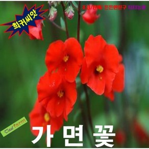 (희귀씨앗) 마스크플라워(가면꽃) 10립, 1개