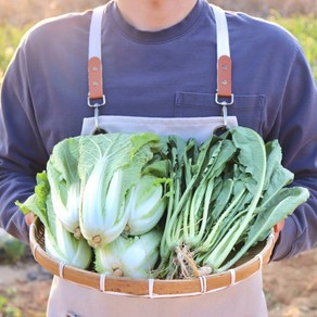 열무 얼갈이 배추 1.5kg 3kg 산지직송 당일배송