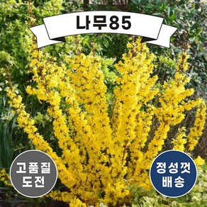 (나무85) 개나리 (미카토르) 9cm포트