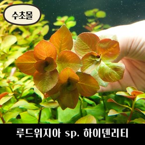 [수초몰] 루드위지아 sp. 하이덴리티 키우기 쉬운 수초, 2촉, 1개