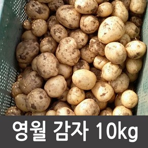 강원도 영월 수미감자 10kg(대 중 소) 감자, 1박스, 감자 5kg(중)