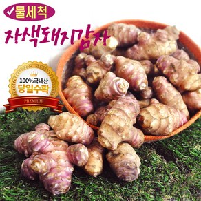 세척 생돼지감자 돼지감자 자색돼지감자 프리미엄급(특대), 5kg 프리미업급 특상품(대), 1박스