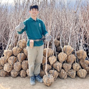 감나무 묘목 차량 단감나무 4년생 분묘 결실주