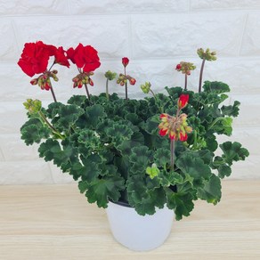 곰플랜트 페라고늄 제라늄 중대품 색상랜덤, 1개, 랜덤발송