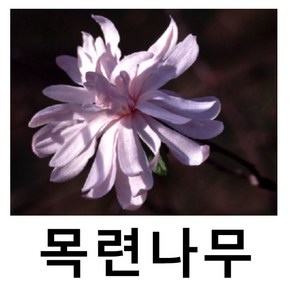 목련나무 묘목 별목련 왜성 던 접목1년, 1개