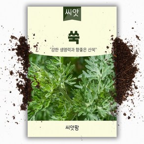 씨앗팜 쑥 씨앗 종자 1만립 쑥 씨