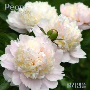 작약 숙근 입고(Peony/금강원예) 셜리 템플, 1개