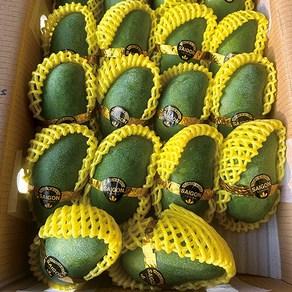 [아이브릭스]베트남 그린망고 베이비 망고(Vietnam Baby mango) 새콤달콤 아삭이 망고, 1박스, 2.5kg 내외