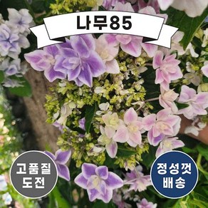 (나무85) 은하수국 15cm 포트