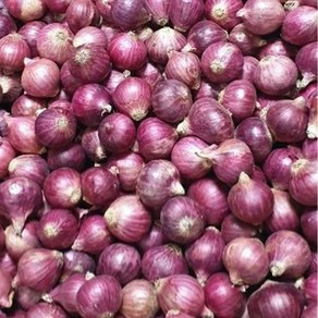 샬롯 (Shallot) 보라샬롯