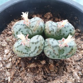 [수암다육] 코노피튬 옵코델룸 랜덤발송 Conophytum obcodellum 랜덤발송 다육 다육이 다육식물 667, 1개, .