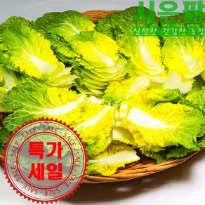 [산지직송] 아삭아삭 제철 진도 해풍 봄동 배추, 1박스, 1kg