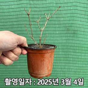 충주원예조경 / 미스김라일락 / 4치 포트, 1개