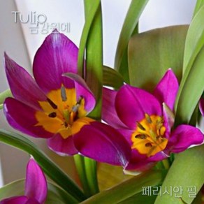 미니 튤립(Mini Tulip-원종) 추식 구근 페르시안펄(1set-5구) 금강원예