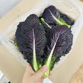 가락시장 경매 쌈채소 적겨자 특 한박스, 1kg, 1박스