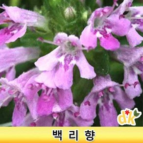 들꽃닷컴]야생화 다년초 노지월동 백리향 5개포트(10cm포트묘), 1개