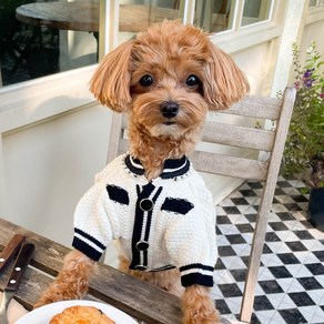 로로펫 강아지 고양이 노블레스가디건, L호, 화이트, 1개