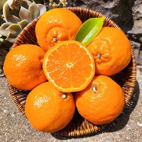 [농장직송] 제주 프리미엄 고당도 카라향 15bix, 1개, 카라향 가정용 3kg (12~20과)