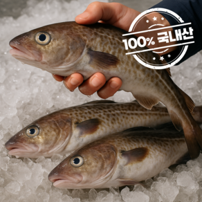 산들상회 [특가] 국내산 주문진 생대구 급냉 2kg (2~4미 내외) HACCP 인증 시설 급냉 발송, 1개