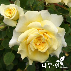 [나무인] 슈테른탈러 고급사계정원장미, 1개