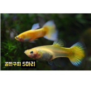 골든구피 5마리