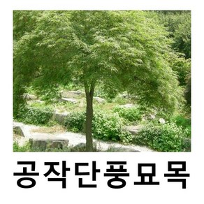 공작단풍나무 묘목 고접 청단풍 접목1년 특묘, 1개