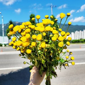 생화 노랑 퐁퐁 소국 옐로우캡 한단 반단 농장직송 생화택배