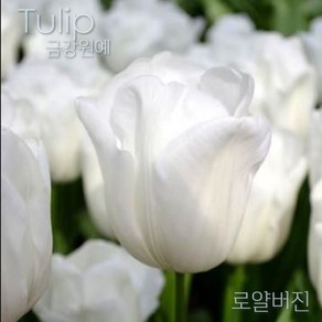 튤립(Tulip) 추식 구근 입고 금강원예, 로얄버진(5구), 1개