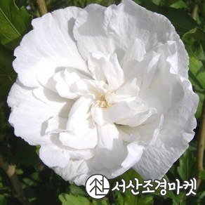 무궁화 묘목 쉬폰무궁화 화이트쉬폰 p11cm포트 개화주 나무 서산조경마켓, 화이트, 1개