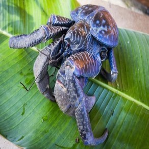 상냥한 코코넛크랩 베이비 (5~6cm), 1개