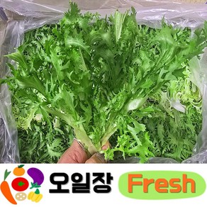 ( 오일장프레시 1호점 ) 국내산 치커리 샐러드 쌈용 2kg 4kg 내외, 1박스