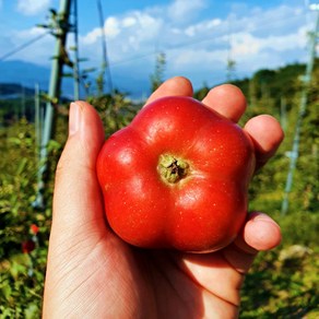 별 모양 사과 프리미엄 고당도 미니사과 영주 별사과, 1kg/중과/못난이, 1박스