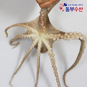 동부수산 살아있는 활낙지 산낙지 한마리 산소포장으로 생존율 up, 1개, 활낙지(대) 1마리 130g~180g