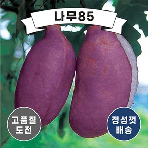 (나무85) 으름 3종 시리즈