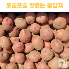 국산 포슬포슬 카스테라 감자 햇 홍감자, 3kg(증), 1개