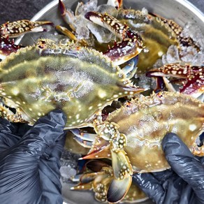 [냉동X 생물O 당일무료배송]연평도 알가득 알배기 활암꽃게1kg 수율보장 100% 당일조업 산지직송, 1개, 1kg(3-5미)