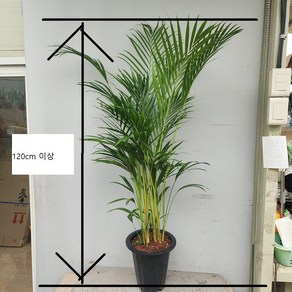아레카야자 대형 120cm이상 가성비상품, 1개