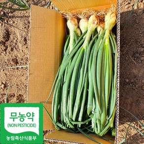 국내산 유기농 줄기 햇 양파 산지직송, 줄기양파, 1박스, 5kg