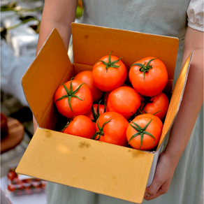 [최상품] 따자마자 바로! 완숙찰토마토 유럽종 농장직송! 초신선!, 1box, 정품중과5KG