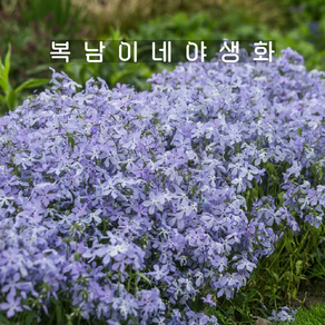 차가플록스 블루퍼퓸 [3포트 복남이네야생화 모종 향기 프록스 phlox], 3개