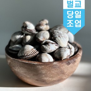 당일조업 벌교 꼬막 새꼬막(대) 1kg_75미~85미 산지직송 활꼬막