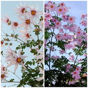[모야모 꽃씨] 나무다알리아(황제다알리아) 2색, 분홍, 1개