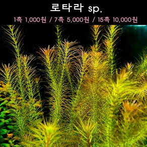 [수초아쿠아] 로타라 sp. 초보수초 인기수초 구피 새우 은신처 어항수초 수초맛집 득템수초, 1개